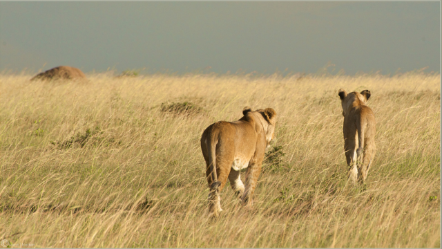 lions on the prowl in africa